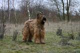 BRIARD 271